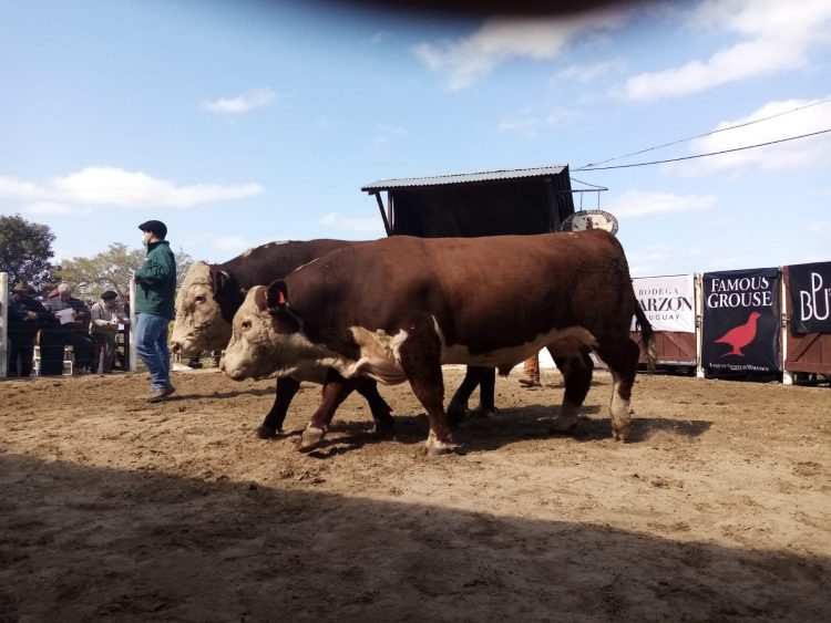 Con agilidad y buenos valores se realizó el remate Los Toros de Kiyú