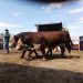 Con agilidad y buenos valores se realizó el remate Los Toros de Kiyú