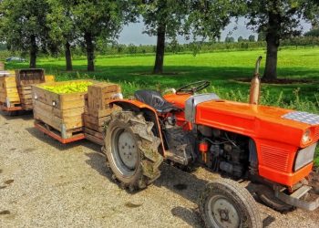 En Nueva Zelanda falta mano de obra para cosechar frutas