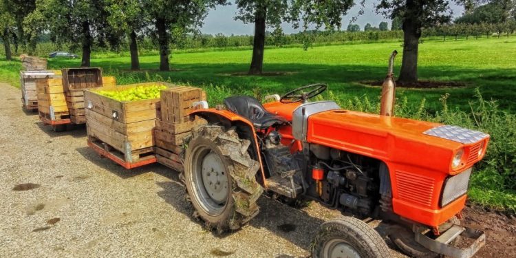 En Nueva Zelanda falta mano de obra para cosechar frutas