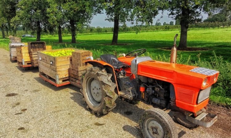 En Nueva Zelanda falta mano de obra para cosechar frutas