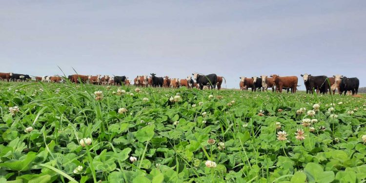 El virus, el dólar, la carne, y el país