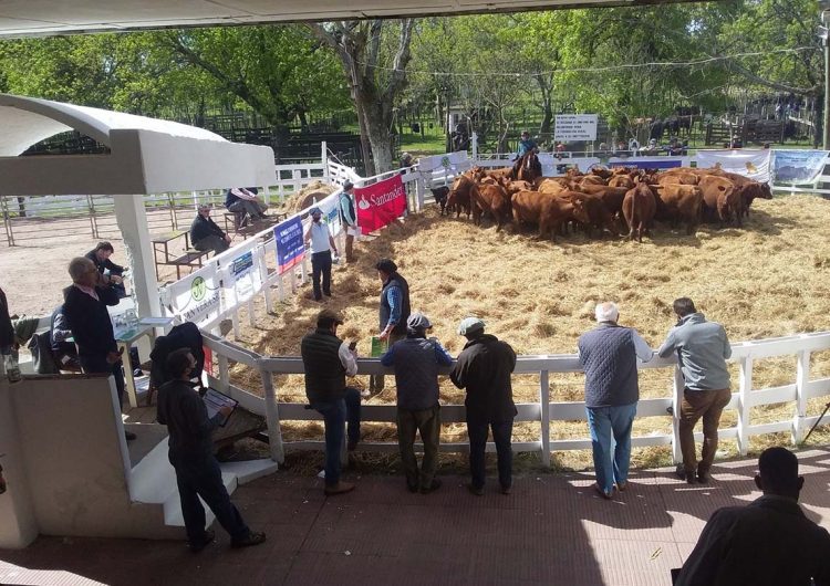 Con un clima que no ha ayudado, la zafra de toros irá de menos a más