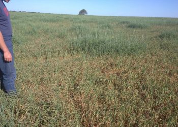La sequía pone a los productores entre la espada y la pared