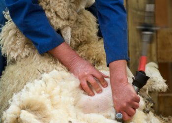 Aunque subió, el precio de la lana en Australia sigue debilitado