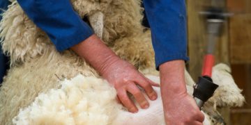 Aunque subió, el precio de la lana en Australia sigue debilitado