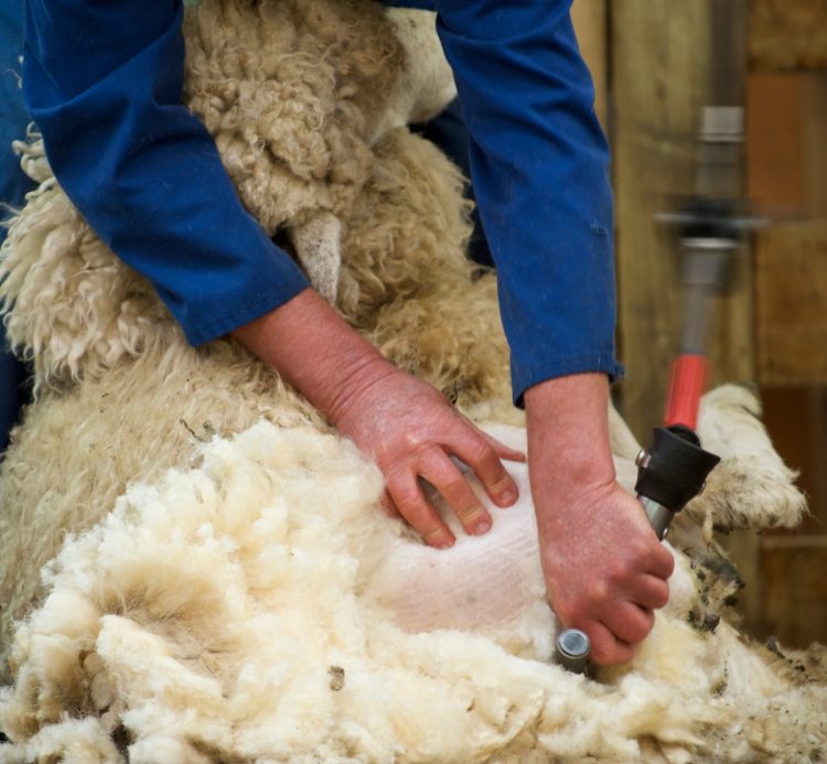 Aunque subió, el precio de la lana en Australia sigue debilitado