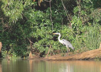 Esteros de farrapos, una joya natural en el oeste del país