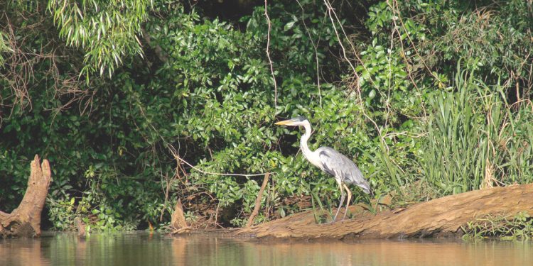 Esteros de farrapos, una joya natural en el oeste del país