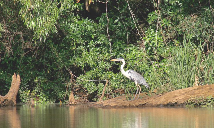 Esteros de farrapos, una joya natural en el oeste del país