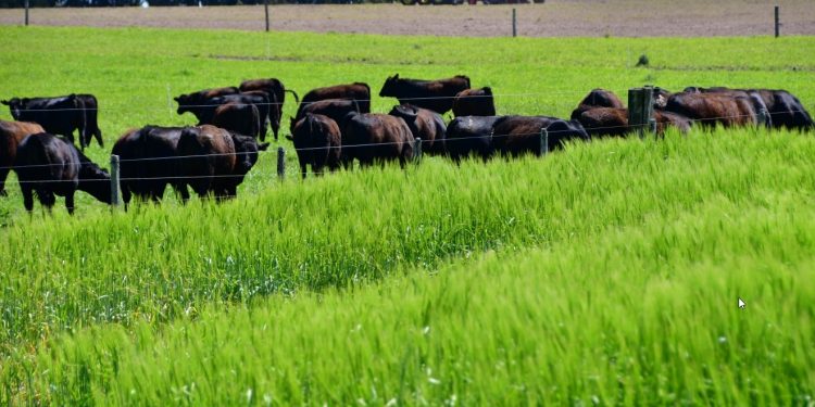 Es posible faenar 3 millones de vacunos y exportar por US$ 3.000 millones al año