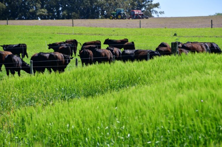 Es posible faenar 3 millones de vacunos y exportar por US$ 3.000 millones al año