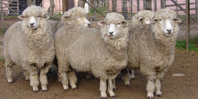 La lana cayó a US$ 8,44