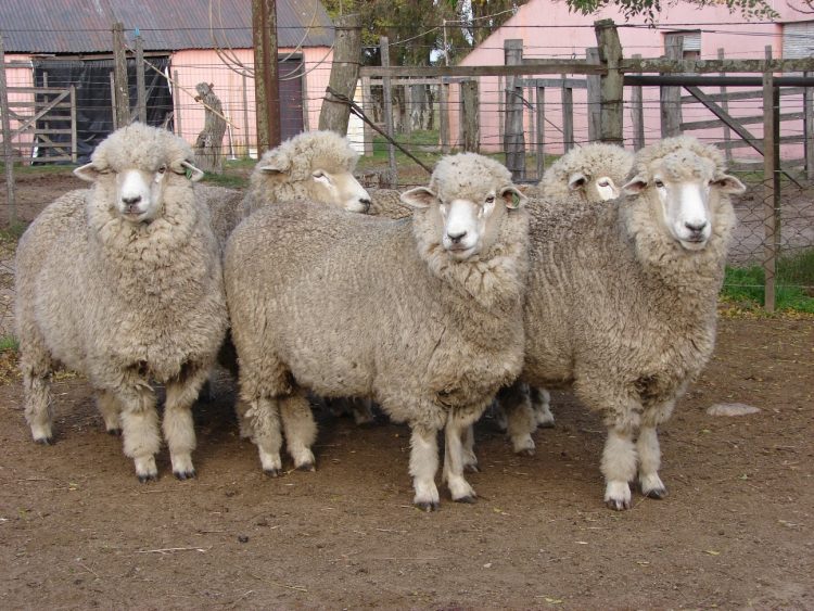 La lana cayó a US$ 8,44