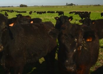 La nueva App de INIA brinda información sobre estrés calórico en todo el país