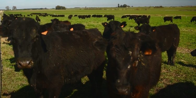 La nueva App de INIA brinda información sobre estrés calórico en todo el país