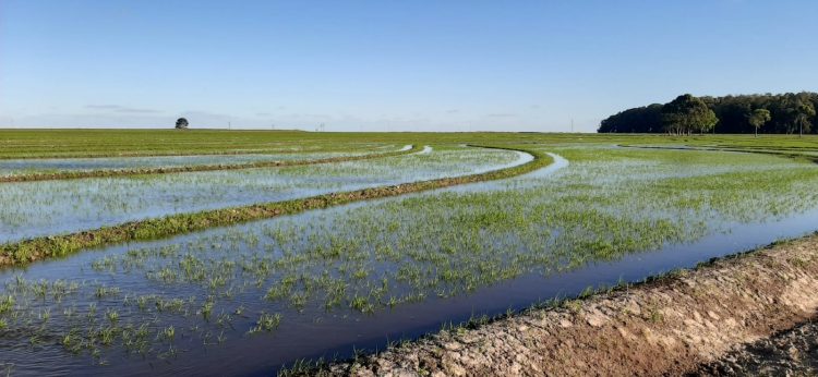 Siembra de arroz culmina con muy buenas perspectivas