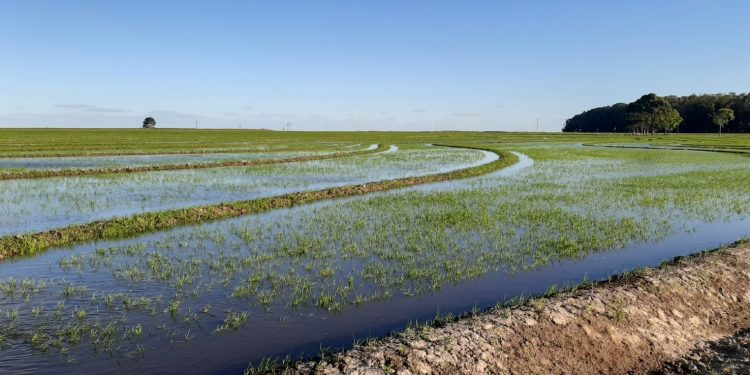 Siembra de arroz culmina con muy buenas perspectivas