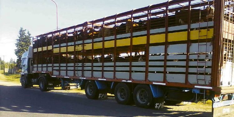 La caída del precio del ganado es coyuntural