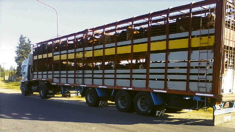 La caída del precio del ganado es coyuntural