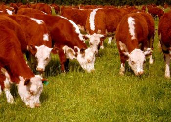 El fortalecimiento de los precios del ganado en Brasil abre una posibilidad para Uruguay