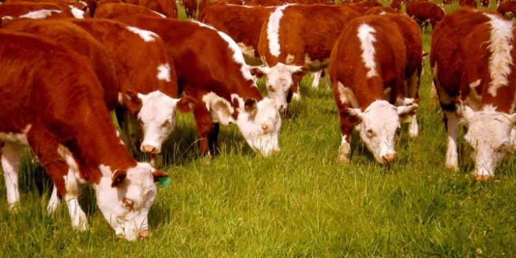 El fortalecimiento de los precios del ganado en Brasil abre una posibilidad para Uruguay