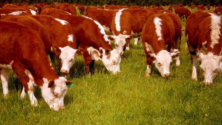 El fortalecimiento de los precios del ganado en Brasil abre una posibilidad para Uruguay
