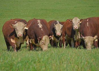 Más de 19 millones de dólares en la incorporación de genética