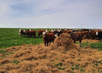 Ganadería, tropezones circunstanciales y crecimiento posible