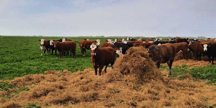 Ganadería, tropezones circunstanciales y crecimiento posible