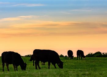 La semana pasada se faenaron 46.603 vacunos y 42.373 ovinos