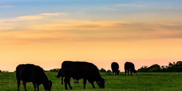 La semana pasada se faenaron 46.603 vacunos y 42.373 ovinos