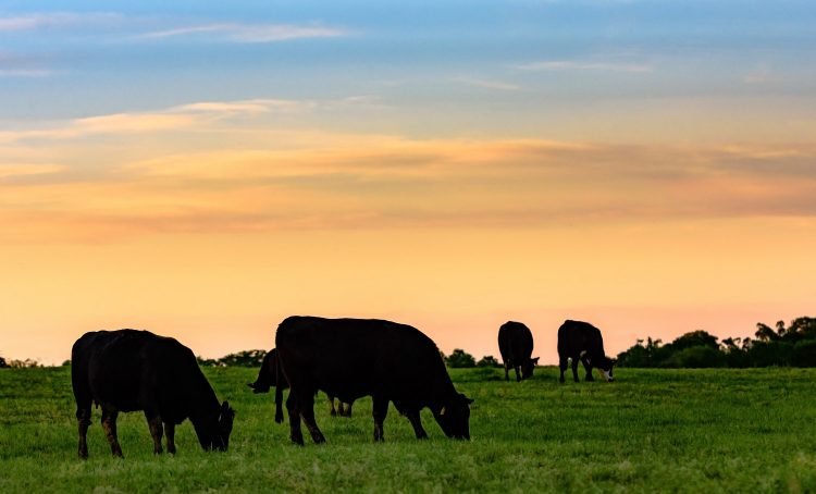La semana pasada se faenaron 46.603 vacunos y 42.373 ovinos