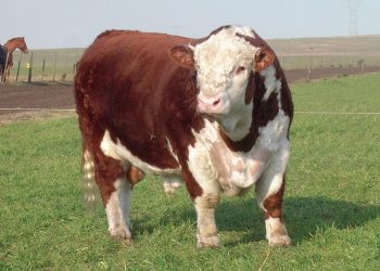 El Top 10 de la zafra de venta de toros