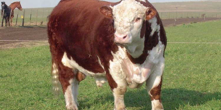 El Top 10 de la zafra de venta de toros