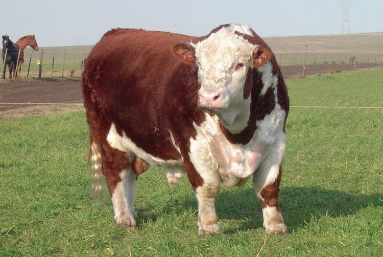 El Top 10 de la zafra de venta de toros