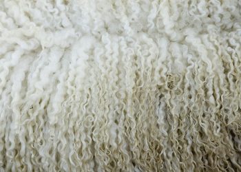 El mercado internacional de lana sigue volátil y con pocos negocios en lo local