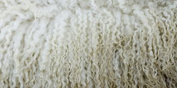 El mercado internacional de lana sigue volátil y con pocos negocios en lo local