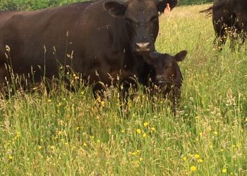El mercado de haciendas “busca un equilibrio”