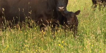 El mercado de haciendas “busca un equilibrio”