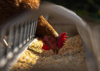 Las principales empresas productoras de pollo y huevos en el mundo y la región