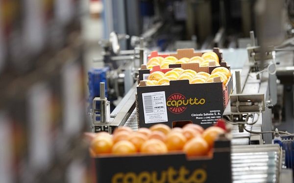 Citrícola Salteña fue la mayor exportadora de frutas y frutos comestibles