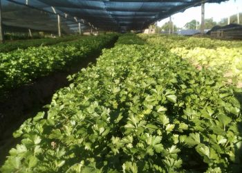 La granja apunta a cambiar de mentalidad