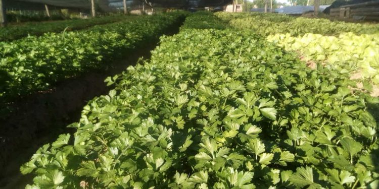 La granja apunta a cambiar de mentalidad