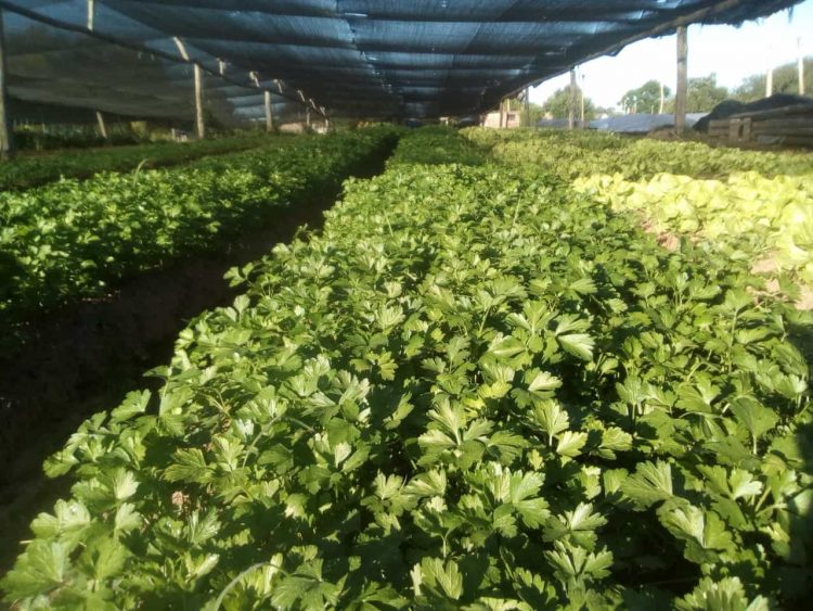 La granja apunta a cambiar de mentalidad