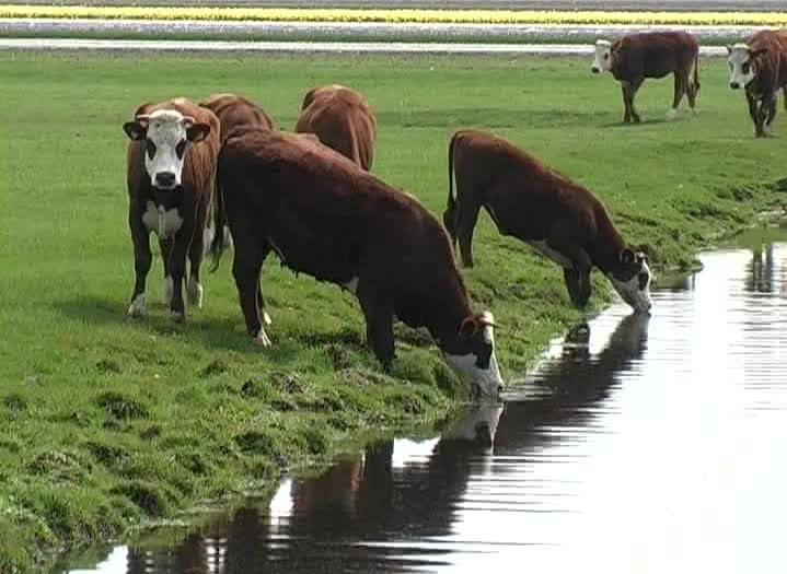 Lluvias desparejas aportan cierto alivio en la agropecuaria