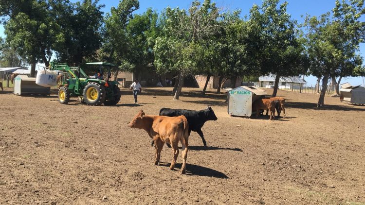 El destete precoz es una herramienta “totalmente recomendable”