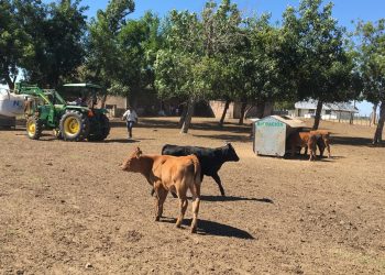 El destete precoz es una herramienta “totalmente recomendable”