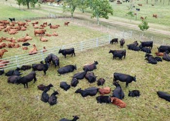 Cae la faena y se afirma el ganado gordo y la reposición