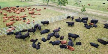 Cae la faena y se afirma el ganado gordo y la reposición